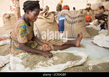 Eine Arbeiterin, die Qualitätssorten und Tüten in einem kooperativen Lager eines Kaffeebäuers in Mbale, Uganda, Ostafrika, von Hand getrocknete Kaffeebohnen. Stockfoto