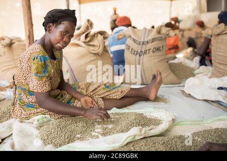 Eine Arbeiterin, die Qualitätssorten und Tüten in einem kooperativen Lager eines Kaffeebäuers in Mbale, Uganda, Ostafrika, von Hand getrocknete Kaffeebohnen. Stockfoto