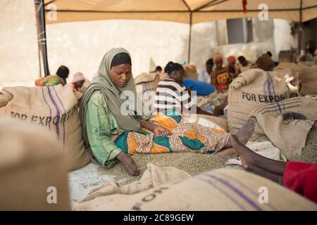 Eine Arbeiterin Qualität sortiert und verpackt getrocknete Kaffeebohnen von Hand in einem kooperativen Lager eines Kaffeebäuers in Mbale, Uganda, Ostafrika. Stockfoto