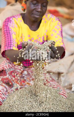 Eine Bäuerin hält eine Handvoll getrockneter Kaffeebohnen, da sie in einem Coffee Cooperative Warehouse in Mbale, Uganda, Ostafrika, qualitativ sortiert sind. Stockfoto