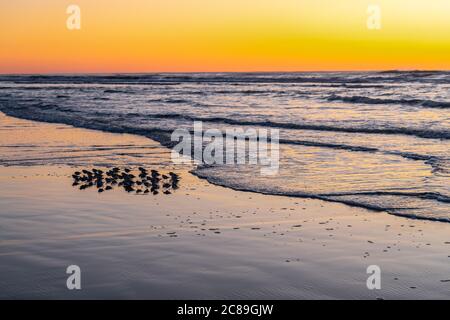 Snowy Plover (Charadrius nivosus) am Nehalem Beach bei Sonnenuntergang, OR Stockfoto