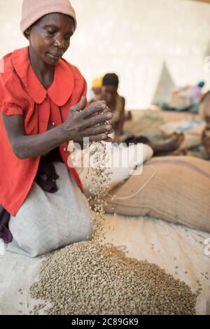 Eine Arbeiterin Qualität sortiert und verpackt getrocknete Kaffeebohnen von Hand in einem kooperativen Lager eines Kaffeebäuers in Mbale, Uganda, Ostafrika. Stockfoto