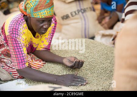 Eine Arbeiterin Qualität sortiert und verpackt getrocknete Kaffeebohnen von Hand in einem kooperativen Lager eines Kaffeebäuers in Mbale, Uganda, Ostafrika. Stockfoto