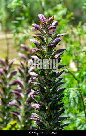 Botanische Sammlung von dekorativen Gartenpflanzen und Kräutern, Acanthus mollis, oder Bärenhosen, Seebadtstation oder Austernpflanzen Stockfoto