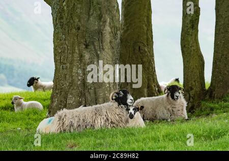 Swaledale Mutterschafe und ein Mule Lämmer liegen auf einem Feld und Bäume, Chipping, Preston, Lancashire, Großbritannien Stockfoto