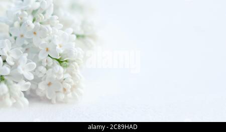 Weiße Fliederblumen auf unscharfem hellen Hintergrund, zarte weiße minimalistische Blumenvorlage mit Kopierraum Stockfoto