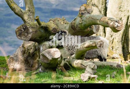 Ein Swaledale-Mutterschaf genießen einen weiteren schönen Tag in einigen der besten Wetter jemals in Chipping, Preston, Lancashire lambing. GROSSBRITANNIEN. Stockfoto