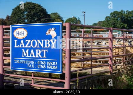 Schild bei Lazonby Mart. Mule Schafsverkauf, Lazonby Livestock Auction Market, Lazonby, Cumbria. Stockfoto