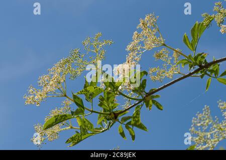 Holunder (Sambucus nigra) weiße Blütenstände und junge Beeren mit Blättern auf einem blühenden wilden Strauch oder kleinen Baum, Berkshire, Mai Stockfoto