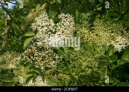 Holunder (Sambucus nigra) weiße Blütenstände und junge Beeren mit Blättern auf einem blühenden wilden Strauch oder kleinen Baum, Berkshire, Mai Stockfoto