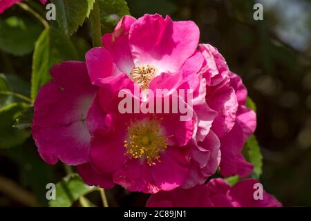 Leuchtend rosa fruchtbare Blüten der wandernden Rose 'American Pillar' wächst über einem Rosenbogen in Sonnenlicht, Berkshire, Juni Stockfoto