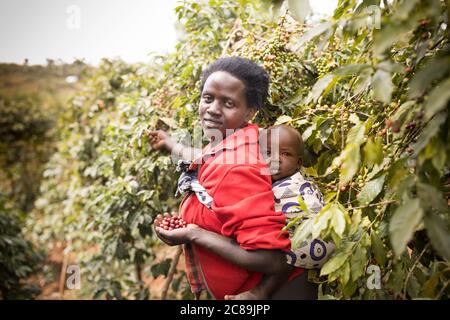 Eine afrikanische Mutter erntet Kaffeekirschen, während sie ihr Baby auf der Farm der Familie am Fuße des Mount Elgon in Ostafrika trägt. Stockfoto