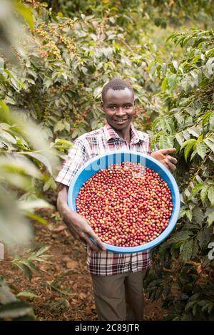 Kaffeebauern ernten frische Kaffeekirschen auf dem Bauernhof am Fuße des Mount Elgon in Ostafrika. Stockfoto