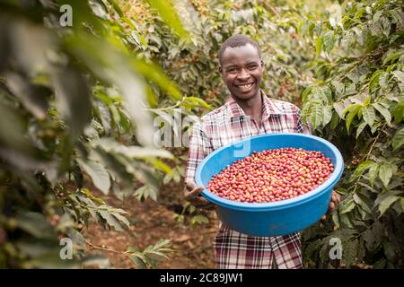 Kaffeebauern ernten frische Kaffeekirschen auf dem Bauernhof am Fuße des Mount Elgon in Ostafrika. Stockfoto