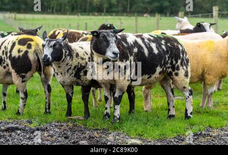 Holländisch Spotted Schafe, Cumbria. Stockfoto
