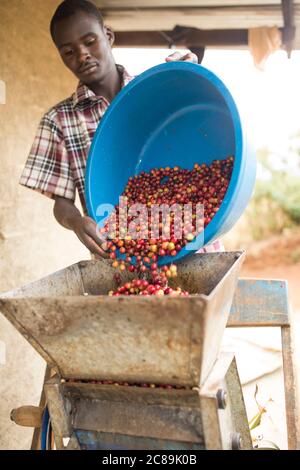 Ein kleiner Kaffeebauer nutzt eine Auflösemachine, die schnell die Früchte aus den Kirschen entfernt, um Kaffeebohnen auf dem Mount Elgon, Uganda, Afrika zu entdecken. Stockfoto