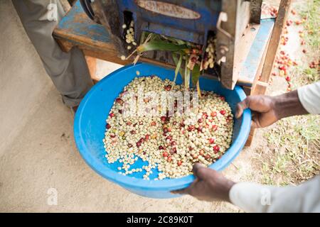 Ein kleiner Kaffeebauer nutzt eine Auflösemachine, die schnell die Früchte aus den Kirschen entfernt, um Kaffeebohnen auf dem Mount Elgon, Uganda, Afrika zu entdecken. Stockfoto