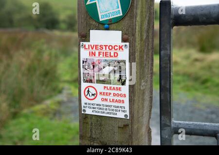 Viehzucht auf dem Feld Zeichen auf einem Fußweg, Grizedale Bridge, Lancaster, Lancashire. Stockfoto