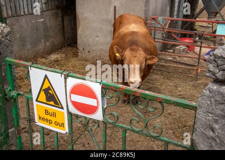 Stier halten Sie sich auf einem Stier mit einem Limousin Stier, Silverdale, Carnforth, Lancashire.UK Stockfoto