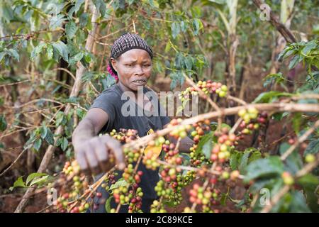 Eine Frau, die Kaffee anbaut, erntet frische Kaffeekirschen auf einer Farm am Fuße des Mount Elgon in Ostafrika. Stockfoto