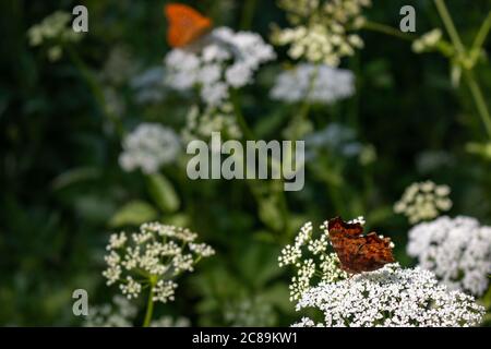 Silbergewaschene Fatillarien, Argynnis paphia, in Wildblumen Stockfoto