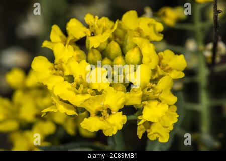 Blüten des Berggoldmetzes (Alyssum montanum) Stockfoto