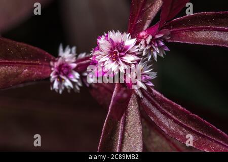 Blumen der Seßilie Joyweed (Alternanthera sessilis) Stockfoto