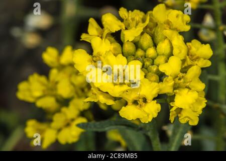 Blüten des Berggoldmetzes (Alyssum montanum) Stockfoto