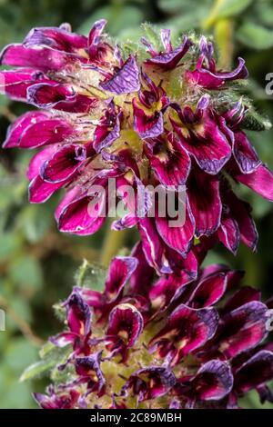 Blume der Bergnierenvetch (Anthyllis montana) Stockfoto