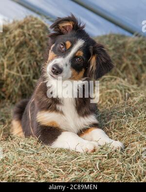 Ein schwarzer Tri Australian Shepherd Welpe auf Heuballen. Stockfoto