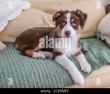 Ein roter australischer Schäferhund auf den Möbeln Stockfoto