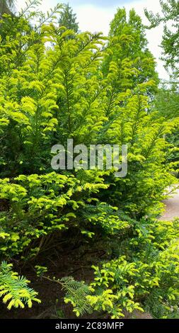 Zweige immergrüner Nadelbäume in einem Stadtpark. Garten- und Landschaftsbau mit frischen grünen Zierbäumen und Pflanzen. Stockfoto