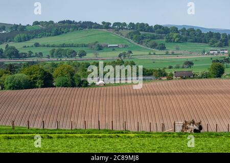 Neu gepflanzte Kartoffelfeld, Scottish Borders. Stockfoto