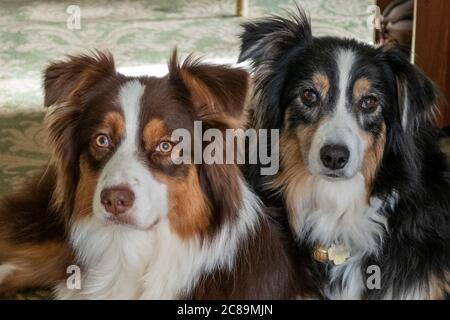 Ein Red Australian Shepherd und ein Black Tri Australian Shepherd liegen nebeneinander - weiblich links - männlich rechts. Stockfoto