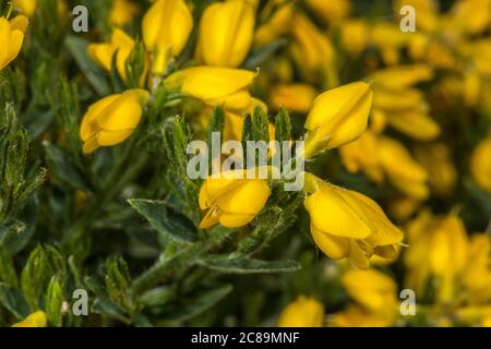 Blumen der Ergebnisse für Spanische Besen (Genista hispanica) Stockfoto