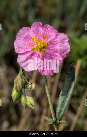 Blume der Felsenrose (Helianthemum apenninum) Stockfoto