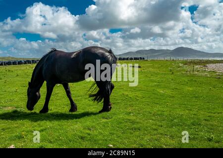 Irische Landschaft mit schwarzem Pferd in der Grafschaft Donegal. Stockfoto