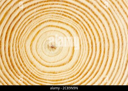 Makro des Querschnitts des Baumzweiges mit Ringen Stockfoto