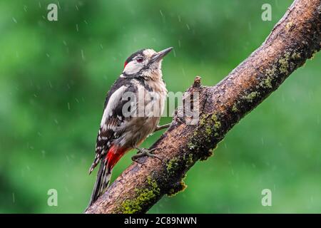 Buntspecht / Buntspecht (Dendrocopos major) Männchen auf Zweig im Wald im Regen thront Stockfoto