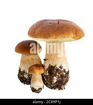 Boletus edulis (Königskolete) isoliert auf weißem Hintergrund. Nahaufnahme. Pilz aus wildem Wald. Stockfoto