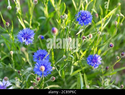 Kornblume, Centaurea cyanus, Asteraceae. Kornblumenkraut oder Junggesenkelblume im Garten. Stockfoto