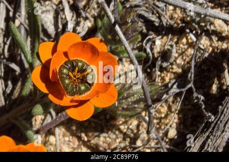 Eine Variante eines Käfers Daisy (Gorteria Diffusa), benannt nach seiner Mimikry von Käfer an der Basis seiner Blütenblätter, im Namaqua National Park, Südafrika Stockfoto