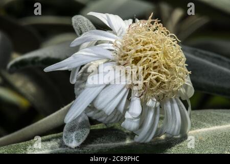 Blume von Marlborough Rock Daisy, Kaikoura Rock Daisy oder Rock Tree Daisy (Pachystegia insignis) Stockfoto