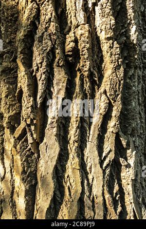 Rinde der Silberleaf Pappel (Populus alba) Stockfoto
