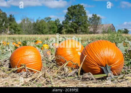 Ein Bauernhof Feld voller großer reif hell Bio-orange Kürbisse für die Herbsternte, mit einer Scheune im Hintergrund, bereit für Herbst und halloween. Stockfoto