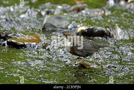 Kipper Angeln im Fluss Stockfoto