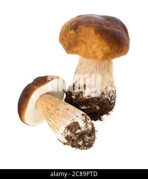 Boletus edulis (Königskolete) isoliert auf weißem Hintergrund. Nahaufnahme. Pilz aus wildem Wald. Stockfoto