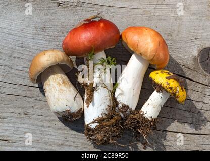 Pilze auf Holzhintergrund. Auswahl an rohen Pilzen auf dem Tisch. Herbstpilze. Stockfoto