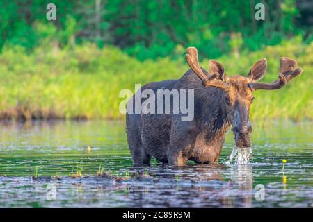 Ein großer Stierelelbulle, der im flachen Wasser steht und Wasser trinkt und Seerosen isst, der am Rand eines flachen Sees am frühen Morgen steht. Stockfoto