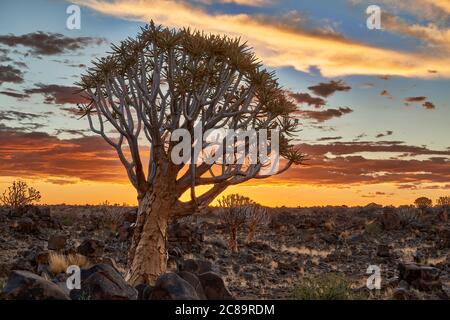 Sonnenuntergang im Köcherbaumwald, Aloe dichotoma, Bauernhof Garas, mesosaurus Fossil Site, Keetmanshoop, Namibia, Afrika Stockfoto